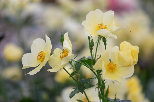 Tottering by gently close-up of single yellow blooms