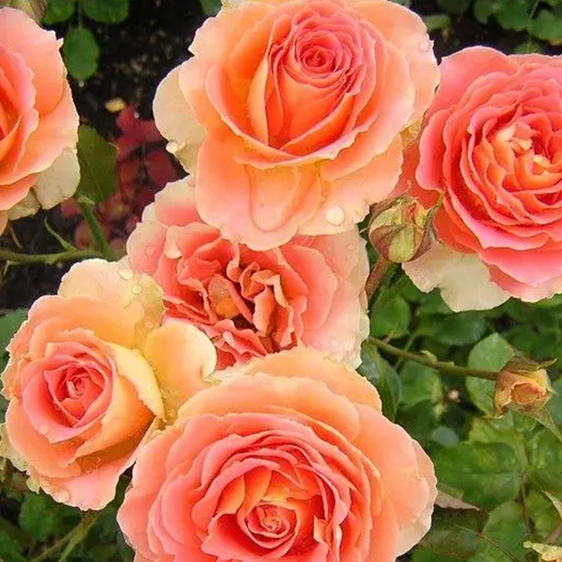 Brass Band – Swiss Rose Garden Nursery