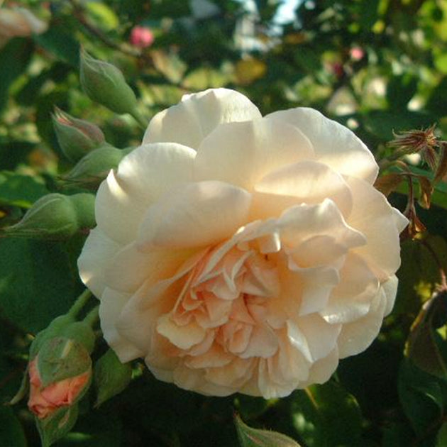 Buff Flower Buff Beauty – Swiss Rose Garden Nursery