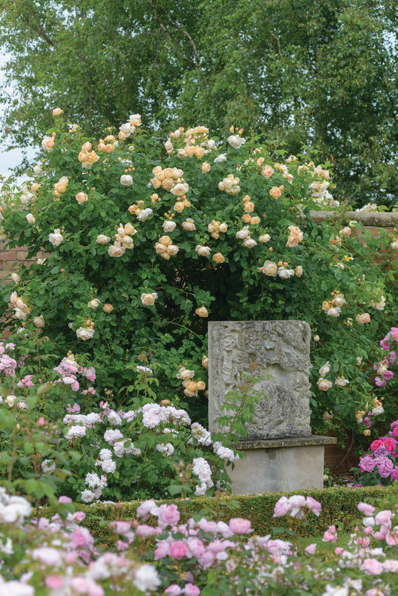 Wollerton Old Hall climber covered in blooms behind a stone ornament