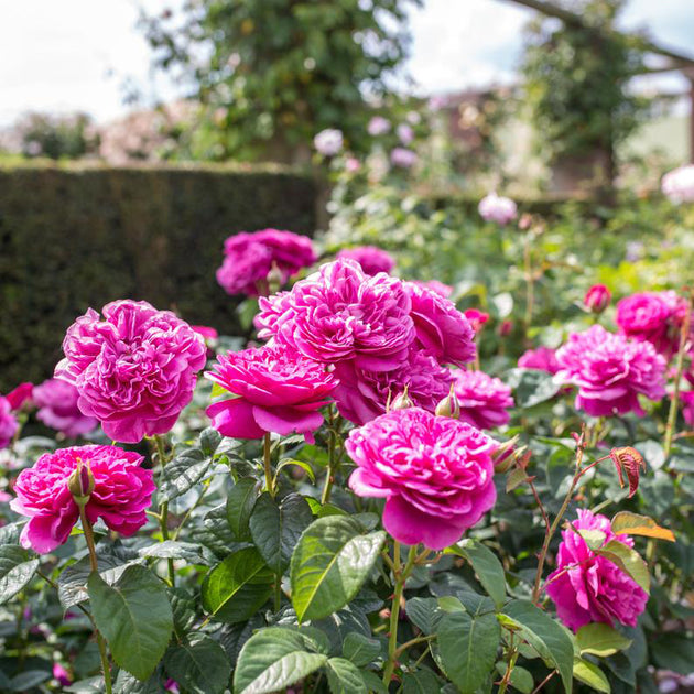 James L. Austin shrubs in flower in the garden