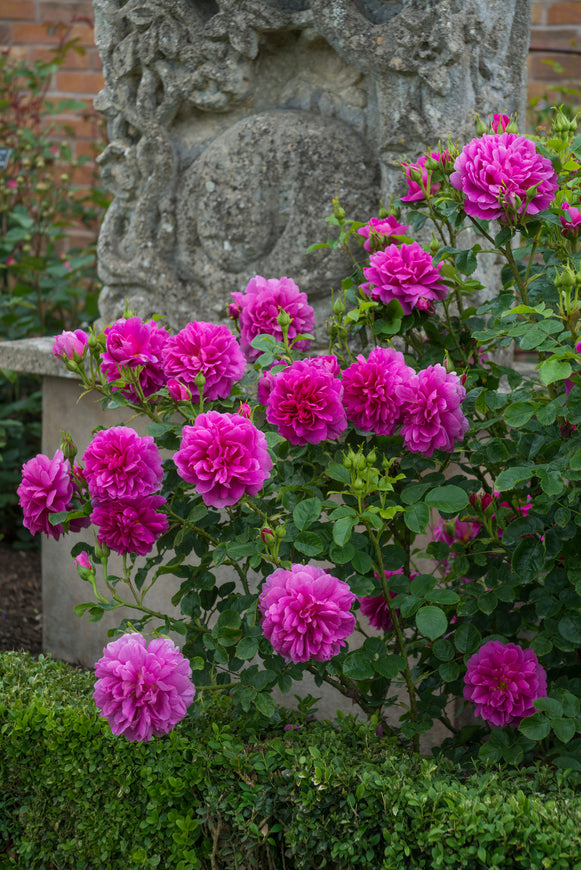 Princess Anne rich pink blooms beside a stone ornament