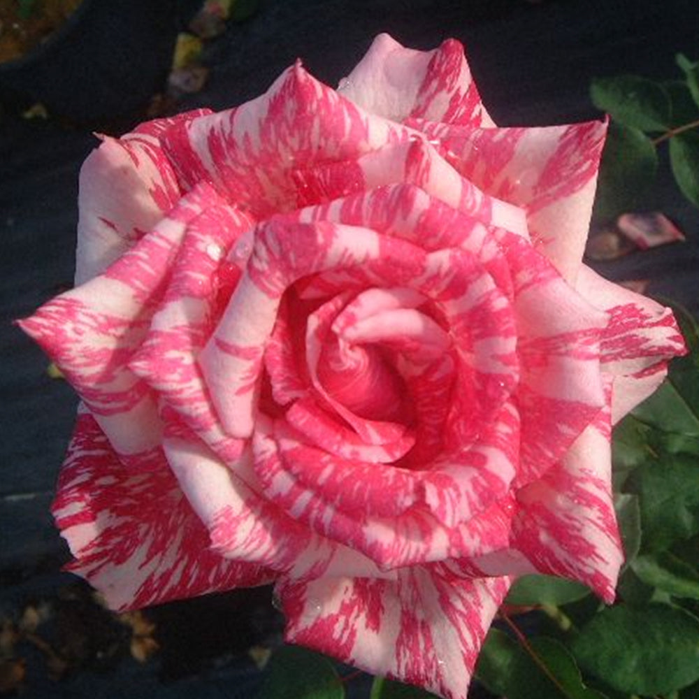 Candy Stripe – Swiss Rose Garden Nursery