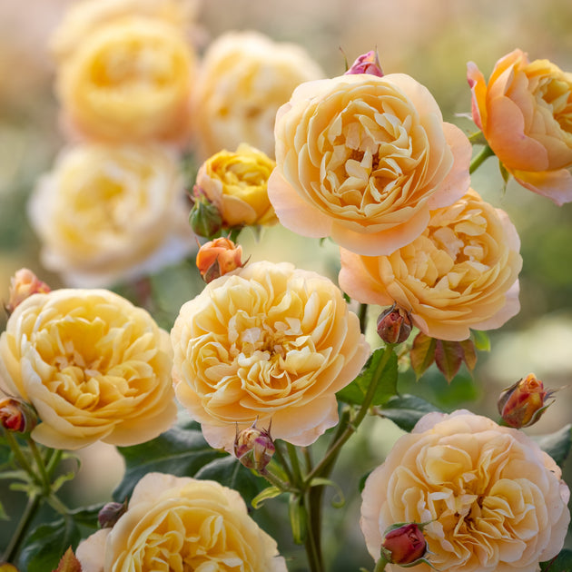 Roald Dahl close-up of apricot rosettes