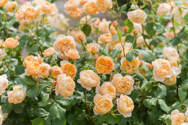 Roald Dahl apricot blooms on the shrub