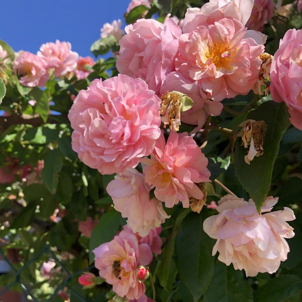 Cornelia – Swiss Rose Garden Nursery