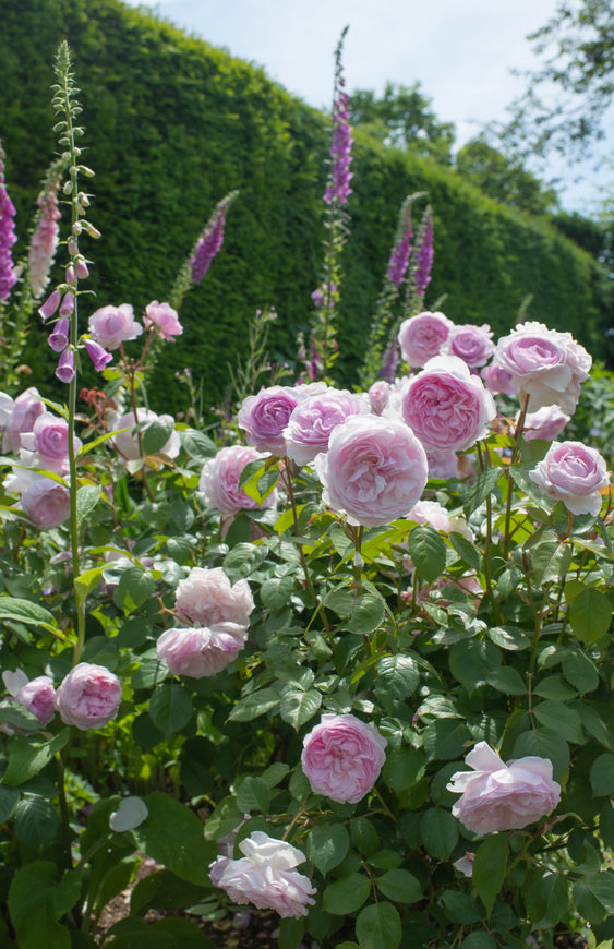 Olivia Rose Austin shrub roses in a garden border with foxgloves