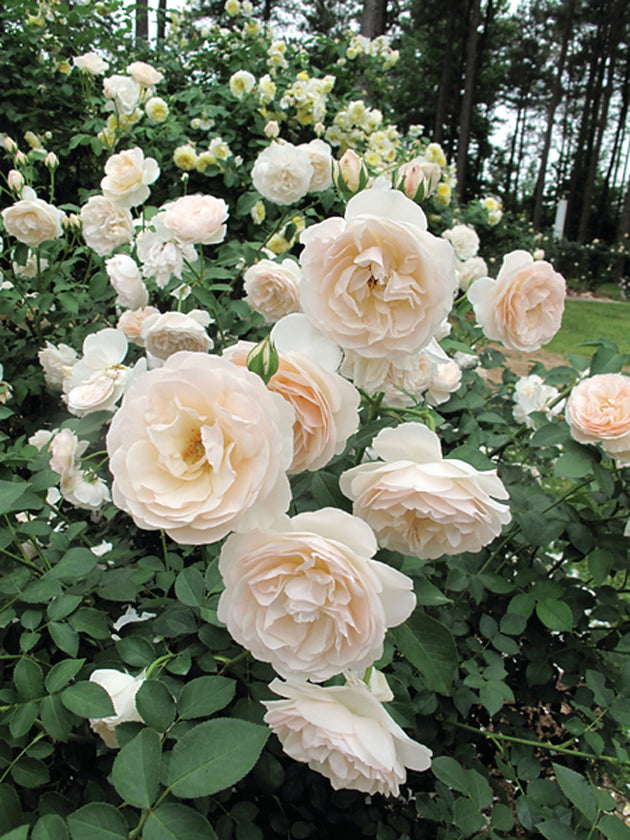 Lichfield Angel shrub covered in cream blooms