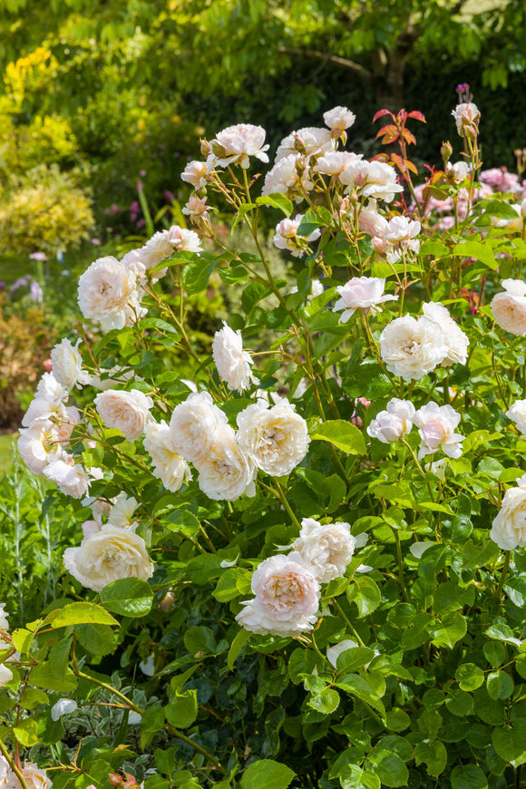 Emily Bronte shrub in flower in the garden