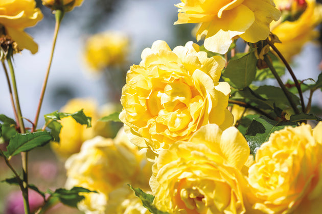 The Poet's Wife cluster of rich yellow blooms