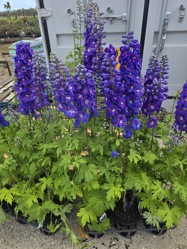 Delphinium 'Guardian Blue' in flower, deep blue spikes with white centres