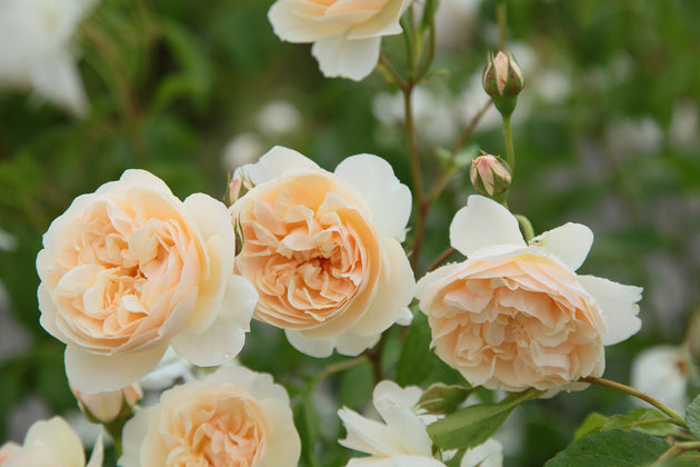 Lichfield Angel close-up of peachy cream blooms