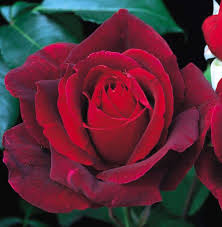 Red Roses
