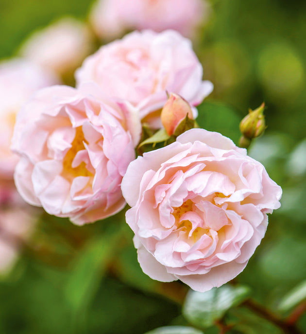 Lady of the lake close-up of light pink semi-double blooms