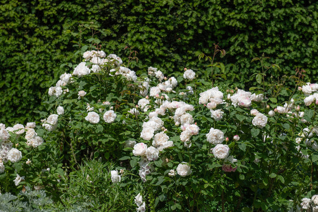 Winchester Cathedral shrubs in flower in the garden