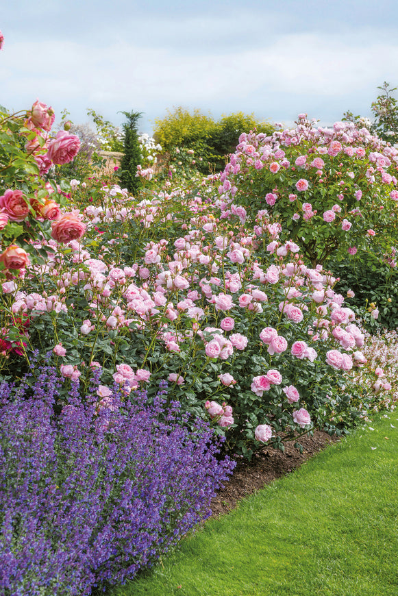 Scepter D'Isle shrubs in a garden bed with catmint
