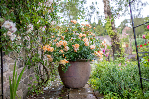 Roald Dahl shrub in a pot in the garden