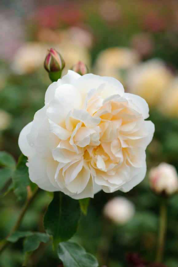 Lichfield Angel close-up of a cream bloom