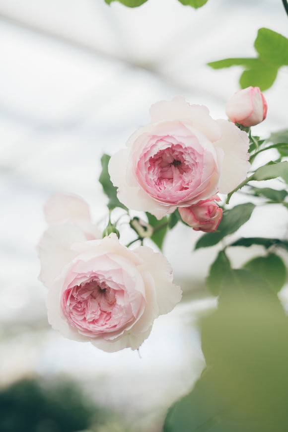 The Mill on the Floss close-up of cupped pink blooms and buds