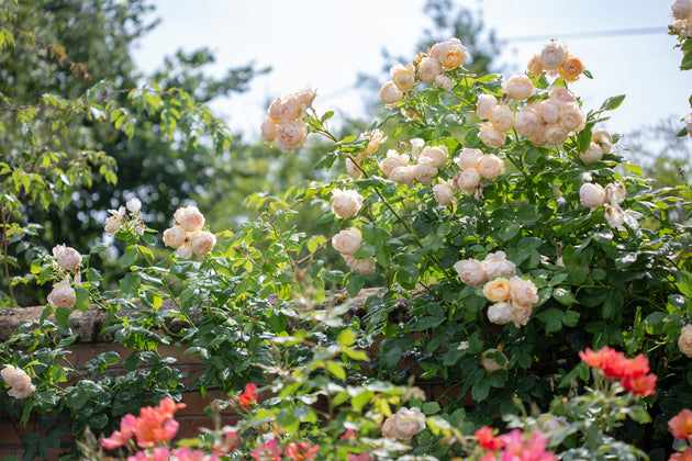 Wollerton Old Hall climber in flower in the garden