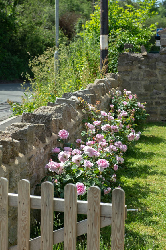 Olivia Rose Austin shrubs flowering along a stone wall