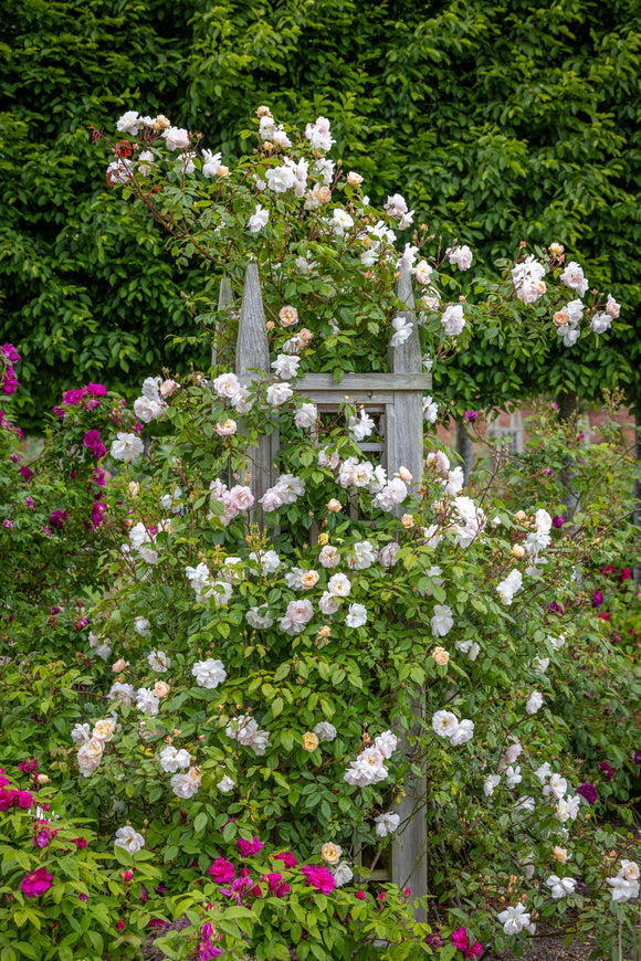 Lady of the lake rambler trained on an obelisk in the garden