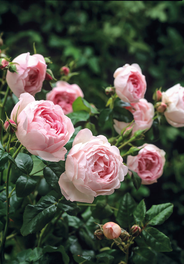 Scepter D'Isle close-up of light pink cupped blooms