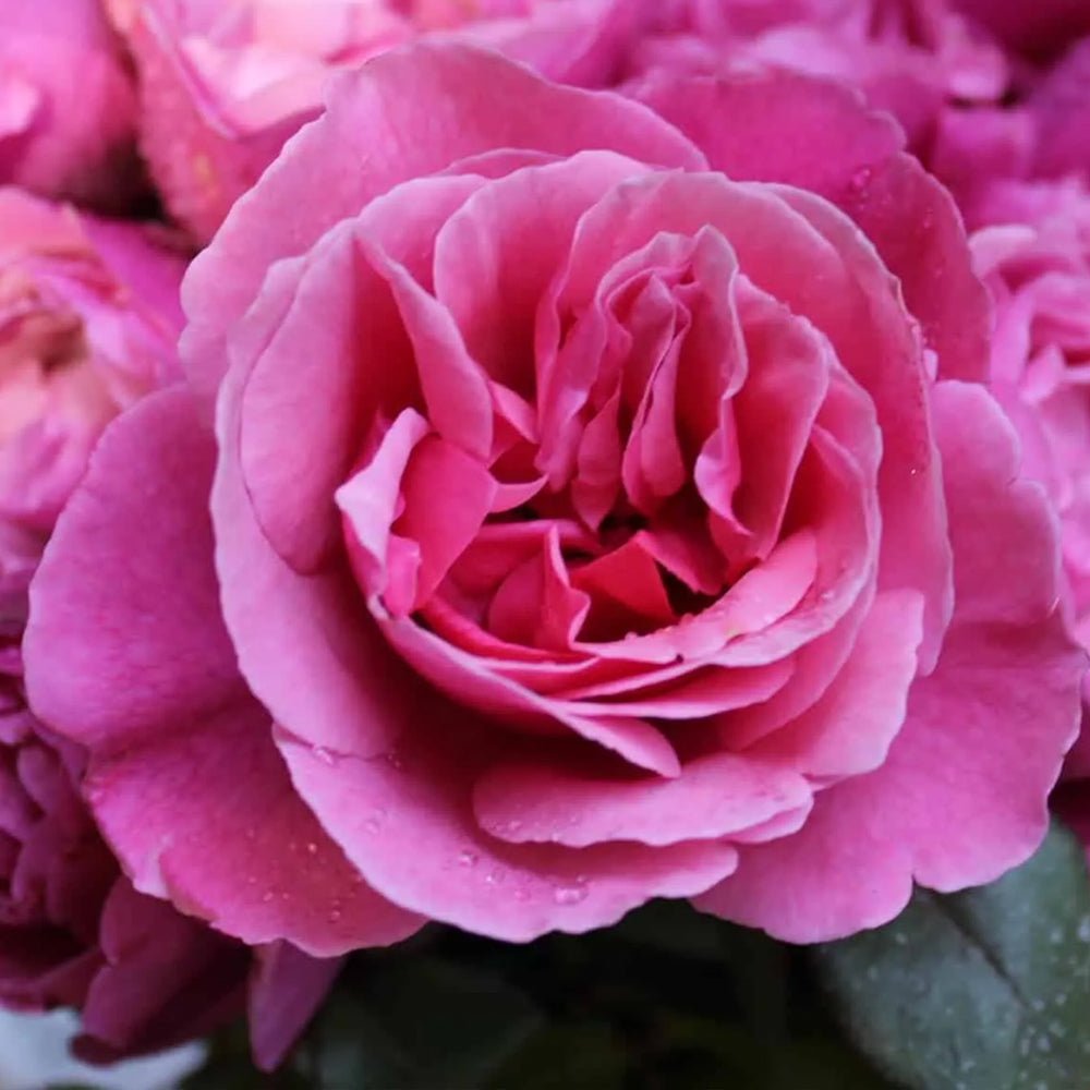 Rose Not Rosa Forget Me Not – Swiss Rose Garden Nursery