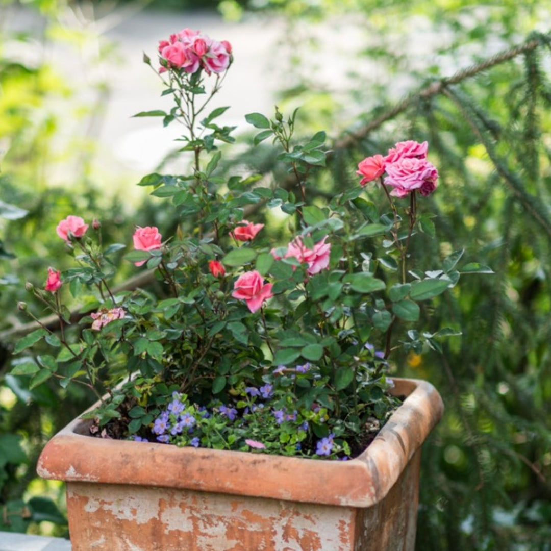 Planters With Mini Roses Minature Rose Garden Planter 1,600+ Miniature Rose In A Flower Pot