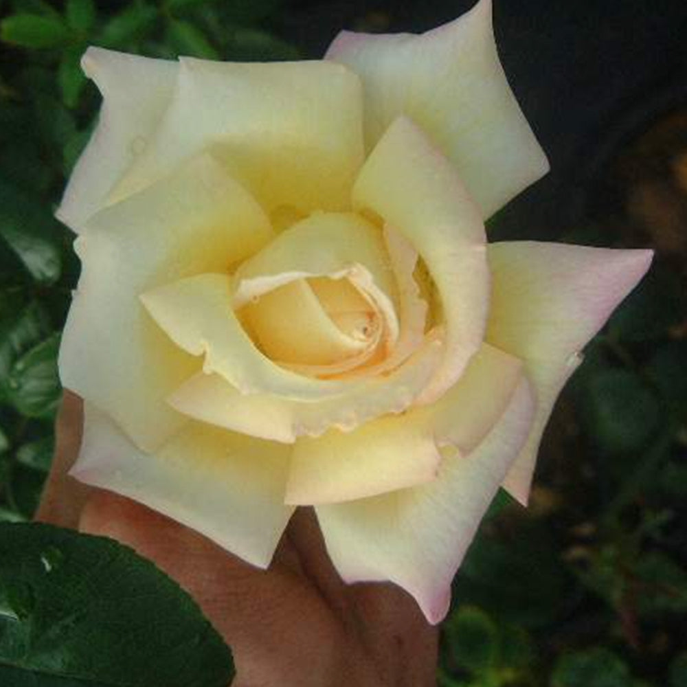 Peace (Mme. A Meilland) โ Swiss Rose Garden Nursery