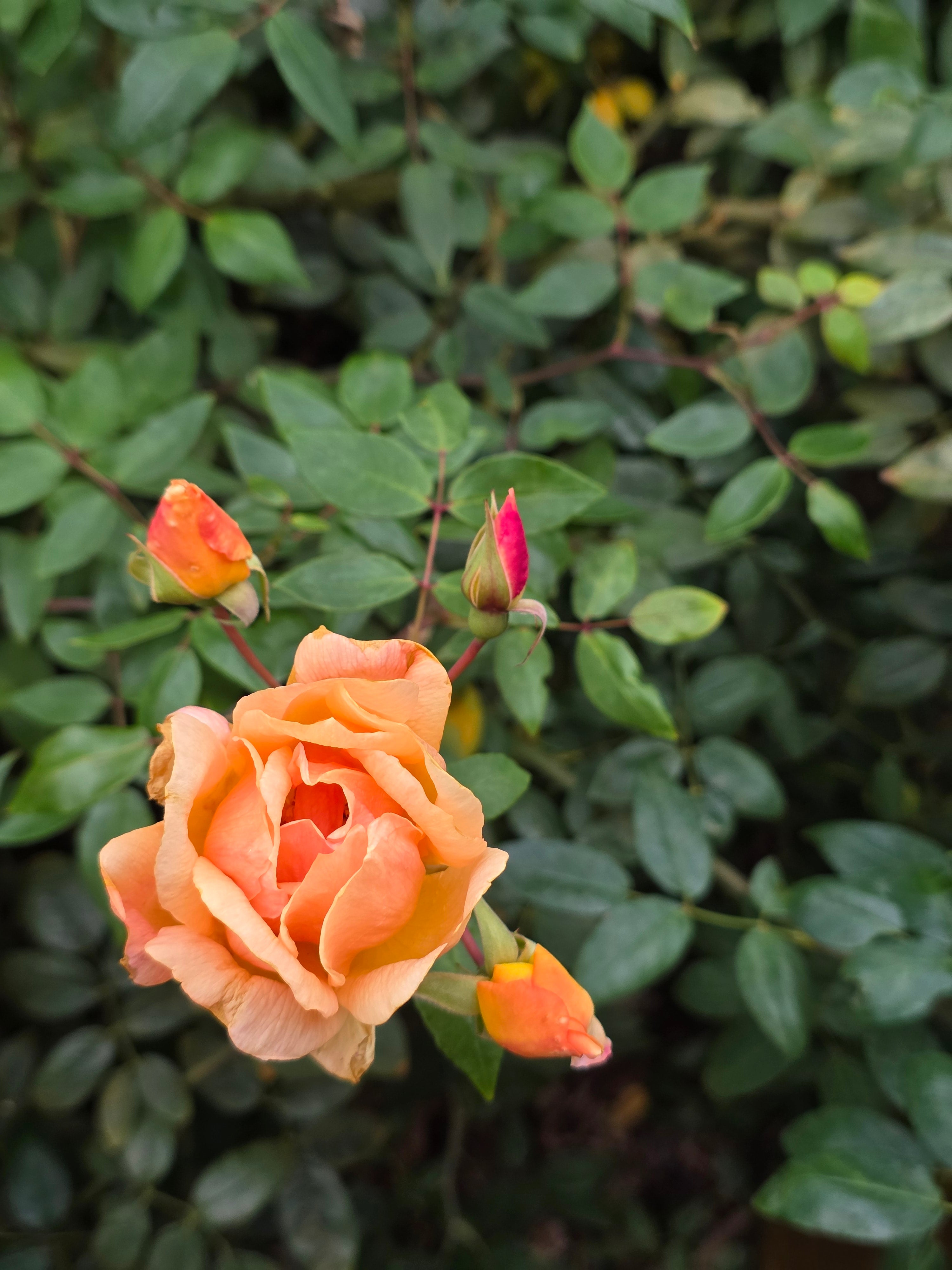 Crepescule – Swiss Rose Garden Nursery
