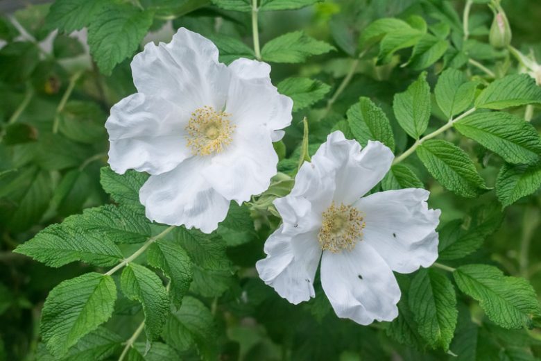 Rugosa Example Rugosa Alba – Swiss Rose Garden Nursery
