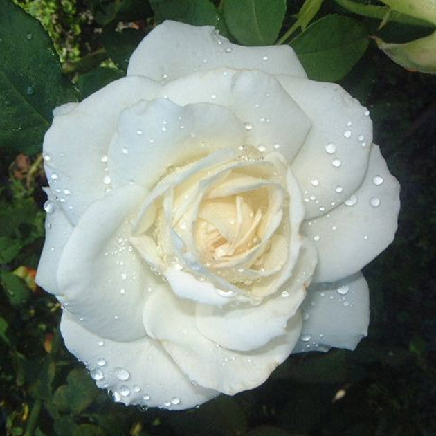 Tuke Roses Tineke – Swiss Rose Garden Nursery