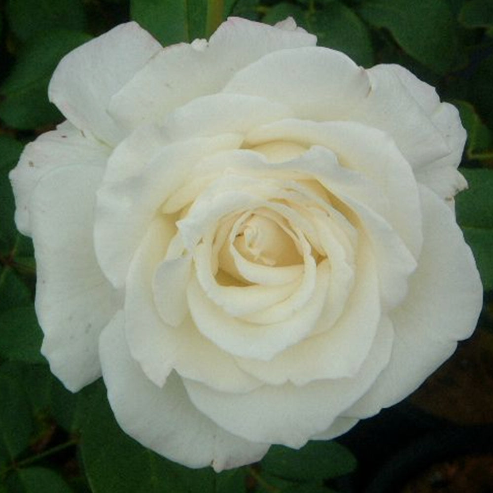 Valerie Swane – Swiss Rose Garden Nursery