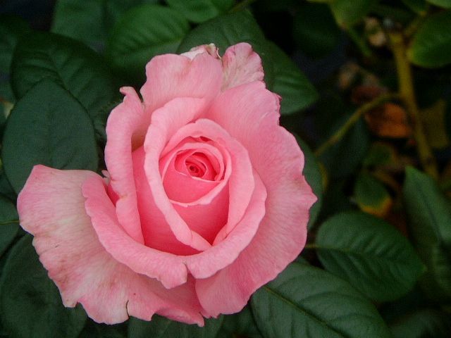 Your Garden Rose – Swiss Rose Garden Nursery