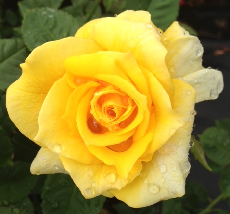Catherine McAuley – Swiss Rose Garden Nursery
