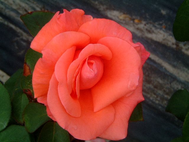 Harmonie – Swiss Rose Garden Nursery