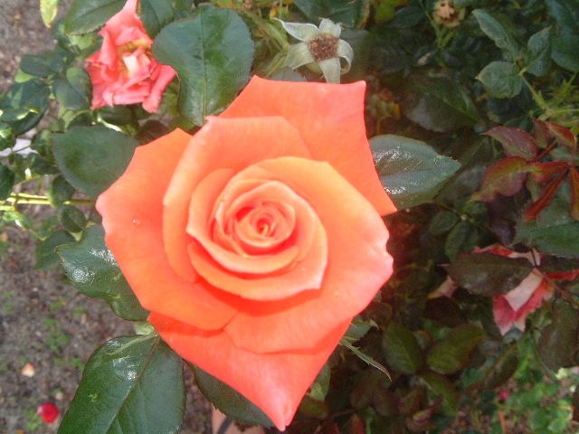 Monika – Swiss Rose Garden Nursery