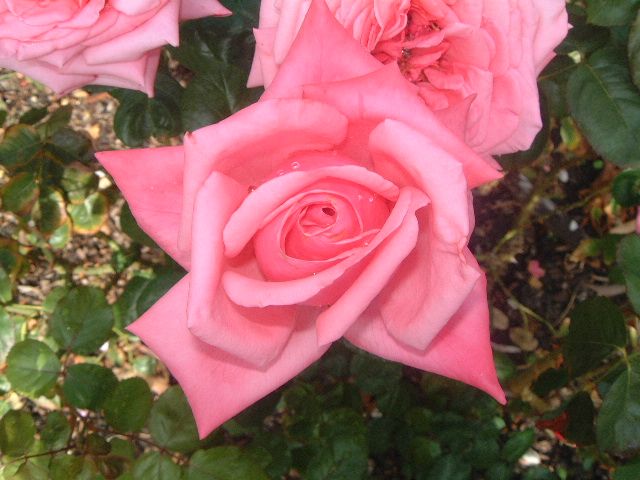 Shannon – Swiss Rose Garden Nursery